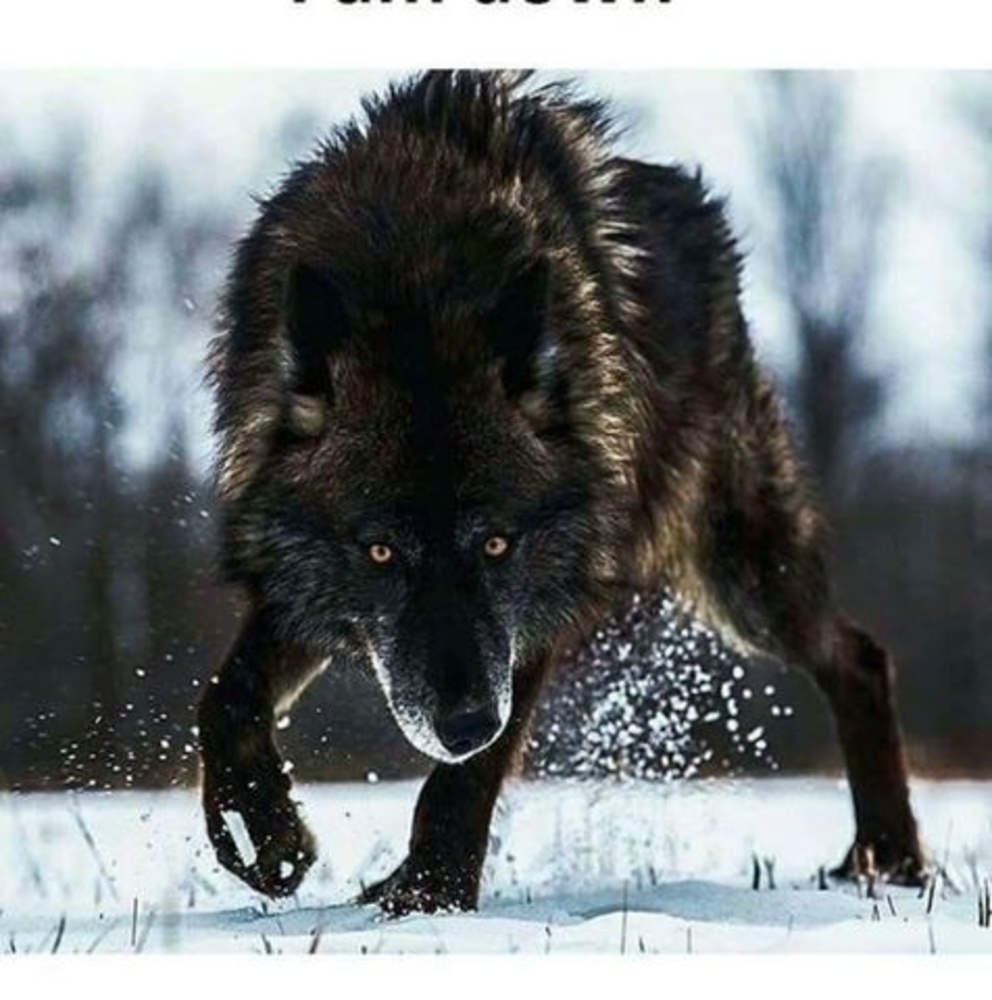 Meet your Posher, Kenny